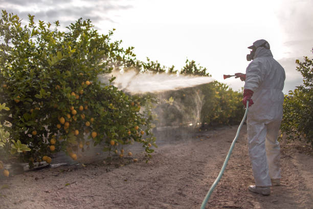 Best Ant Control Services  in Loughman, FL