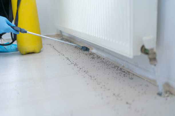 Best Bed Bug Extermination  in Loughman, FL