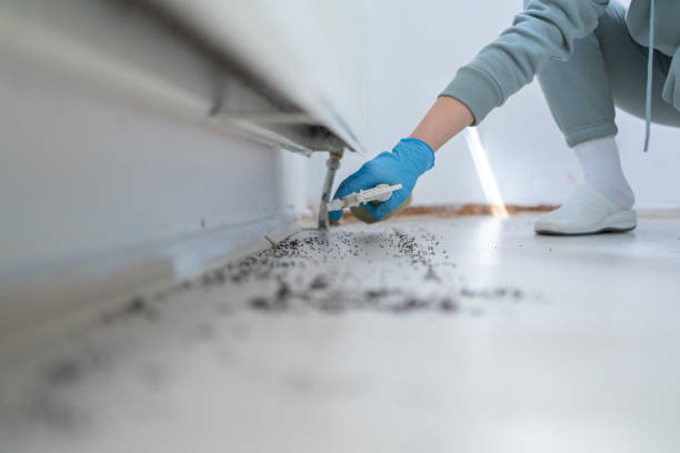 Best Mosquito Control Services  in Loughman, FL